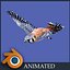 kestrel