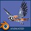 kestrel
