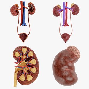 Human Urinary System Collection