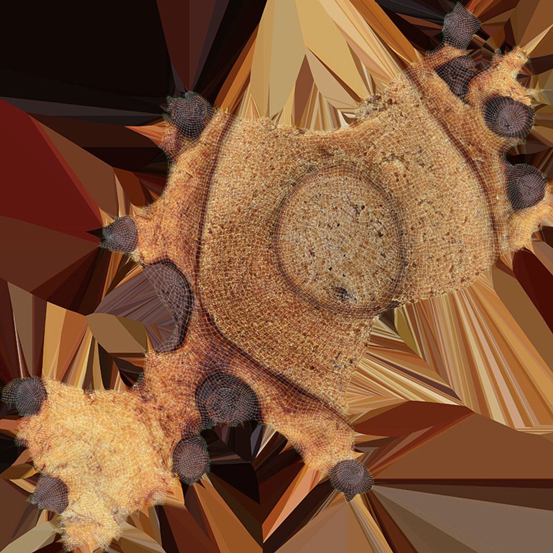 Muffin Collection 3D https://p.turbosquid.com/ts-thumb/Xi/cRl1jU/Nn/chocochipmuffin_d0004/jpg/1701966867/1920x1080/fit_q87/2cecef0618bceb9253cde120766dd3dd4f0d6d69/chocochipmuffin_d0004.jpg