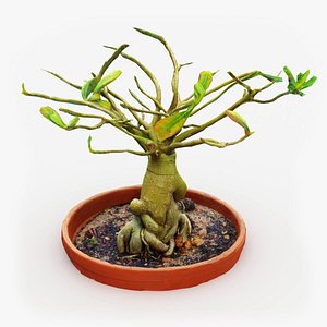 3D bonsai tree model
