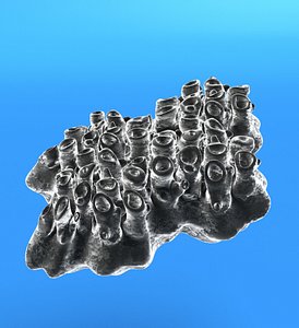 siliceous sponge