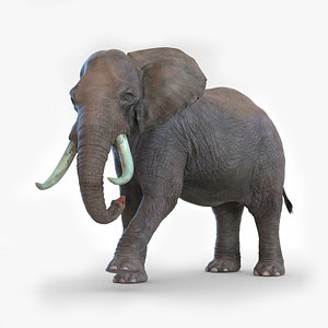 3D African Elephant Photorealistic Rigged Fur
