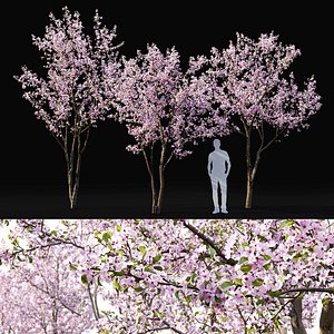 Cherry-tree flowering Cerasus 03