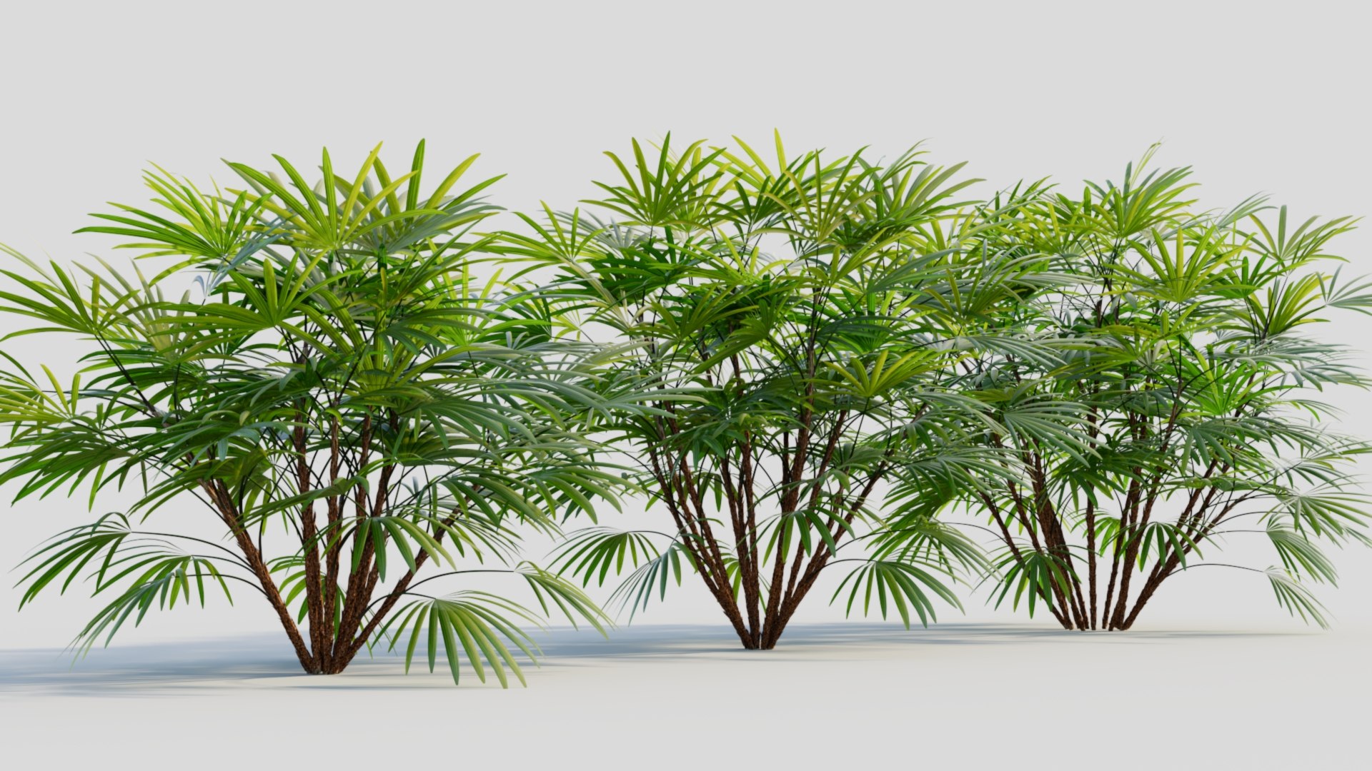 Rhapis Humilis B 3D Model - TurboSquid 2219751