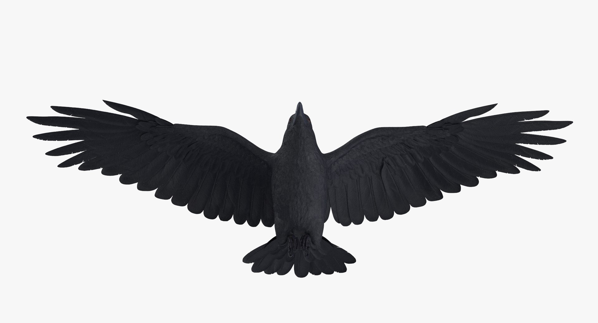 crow 03 3d max https://p.turbosquid.com/ts-thumb/Xj/JVfOwx/oAVhjNr7/crow_03_thumbnail_0002/jpg/1487579616/1920x1080/fit_q87/d7f738446399a8065751a0322615a5f91dac9754/crow_03_thumbnail_0002.jpg