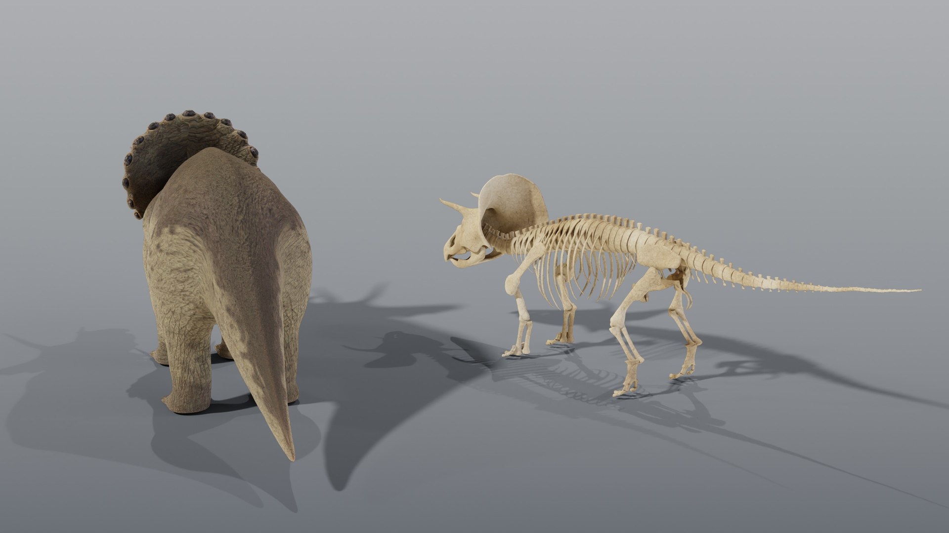 Triceratops and Triceratops Skeleton - Rigged PBR 3D model https://p.turbosquid.com/ts-thumb/Xj/VTine2/Cn/03_triceratopsandskeleton_03_group_back/jpg/1791296776/1920x1080/fit_q87/0791a9819461f0a6591da3e926ecf5eb84d15840/03_triceratopsandskeleton_03_group_back.jpg