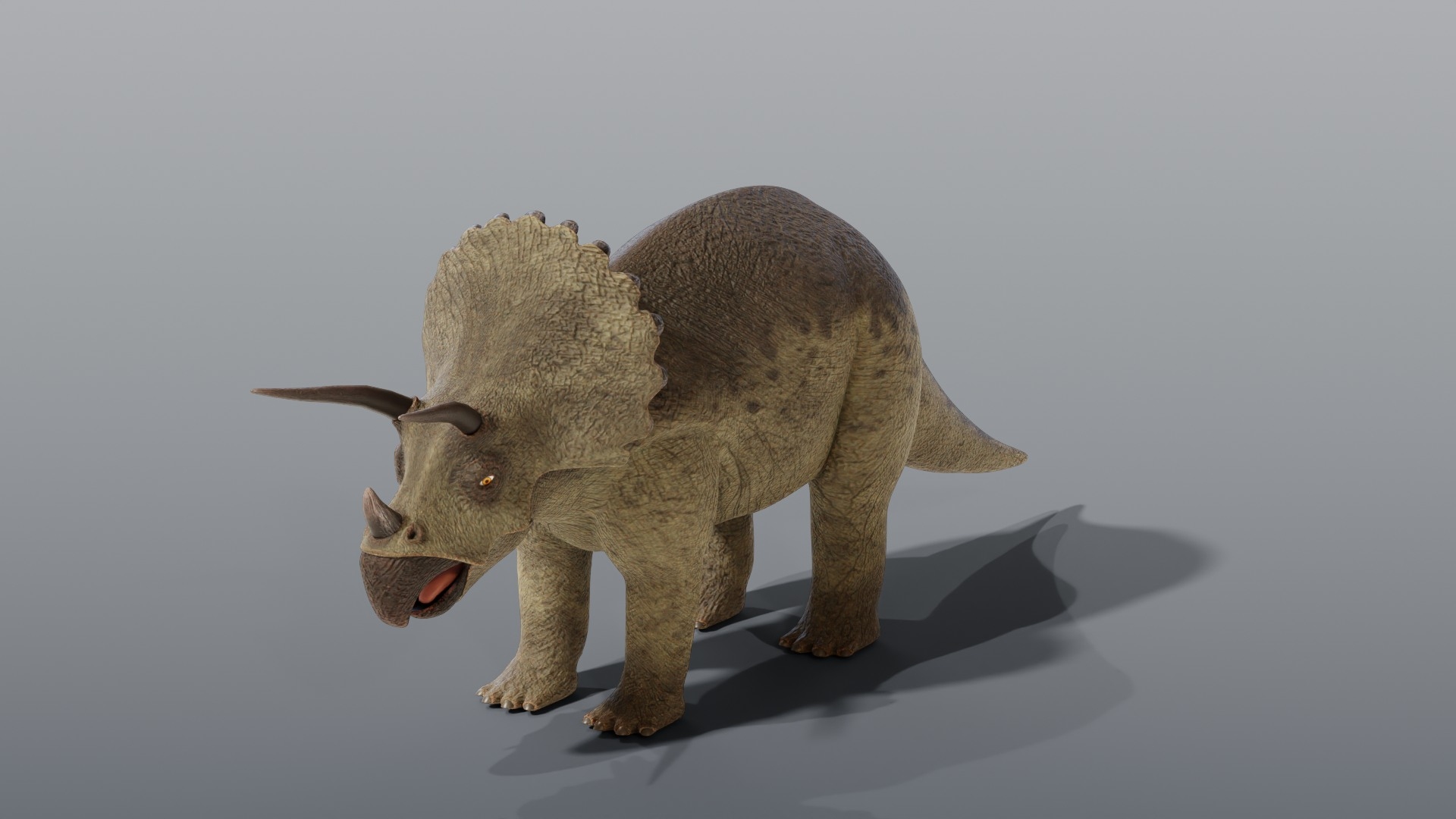 Triceratops and Triceratops Skeleton - Rigged PBR 3D model https://p.turbosquid.com/ts-thumb/Xj/VTine2/DN/triceratops_turntable/jpg/1791296924/1920x1080/turn_fit_q99/1279db56a57d80462497ef02a7f0cfd59062578c/triceratops_turntable-1.jpg