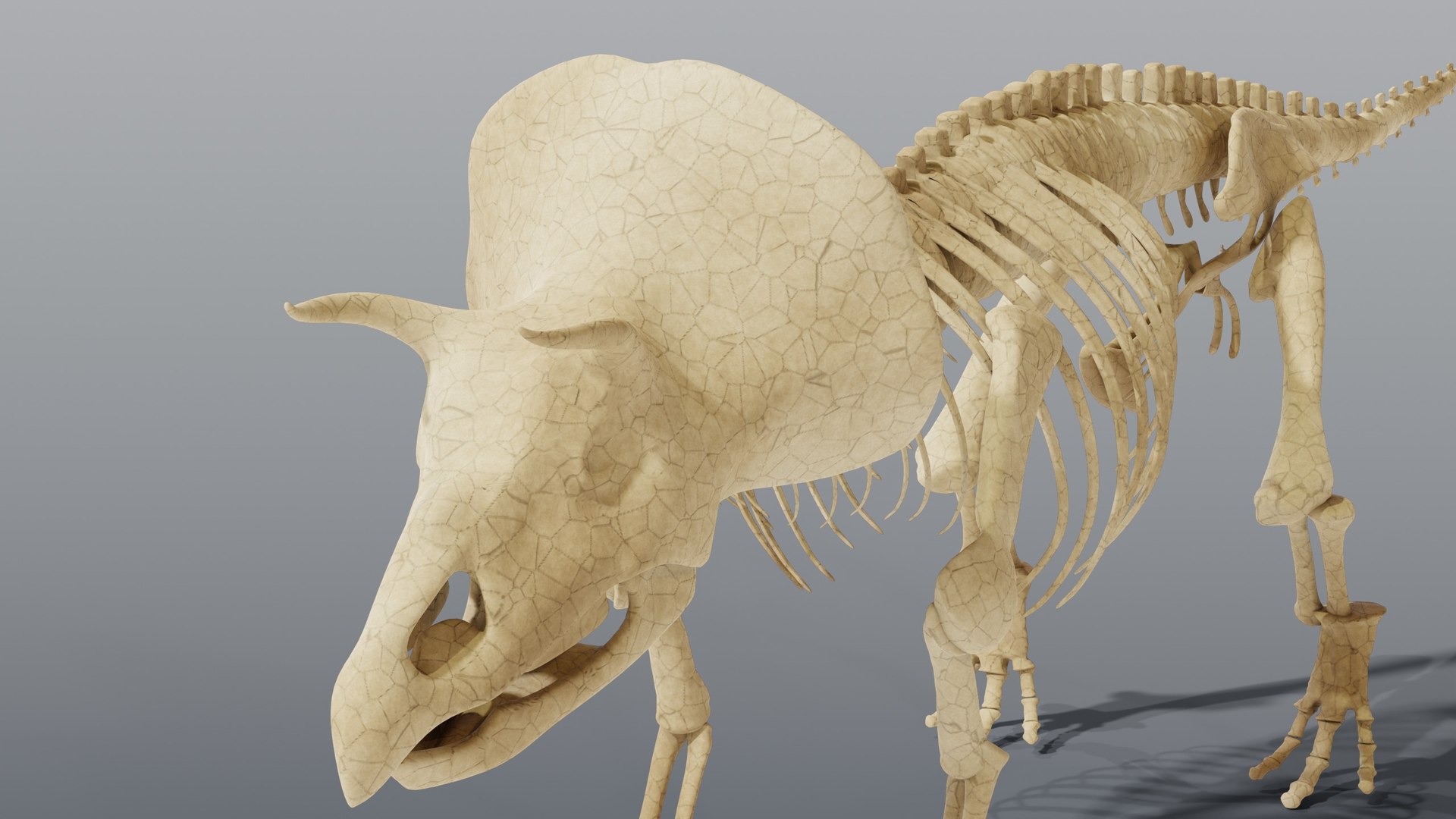 Triceratops and Triceratops Skeleton - Rigged PBR 3D model https://p.turbosquid.com/ts-thumb/Xj/VTine2/Eh/16_triceratopsskeleton_07_head/jpg/1791296888/1920x1080/fit_q87/d3d487ae083020edd543a82f3ebdc2e65f4b16ce/16_triceratopsskeleton_07_head.jpg