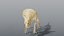 Triceratops and Triceratops Skeleton - Rigged PBR