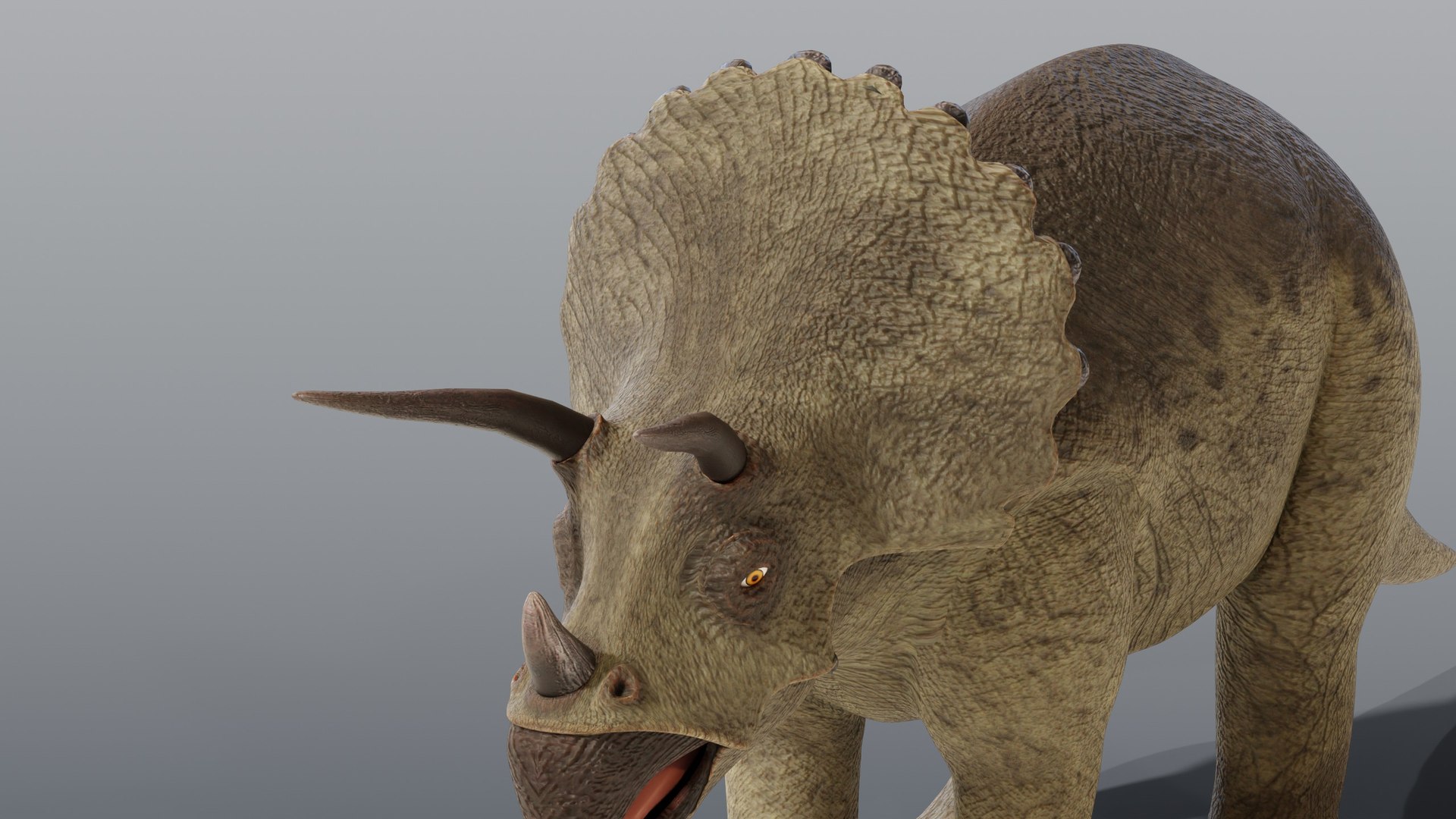 Triceratops and Triceratops Skeleton - Rigged PBR 3D model https://p.turbosquid.com/ts-thumb/Xj/VTine2/Pq/08_triceratops_07_head/jpg/1791296817/1920x1080/fit_q87/4172ae9a3f06472bf738c344f4c64b969f4bbee6/08_triceratops_07_head.jpg