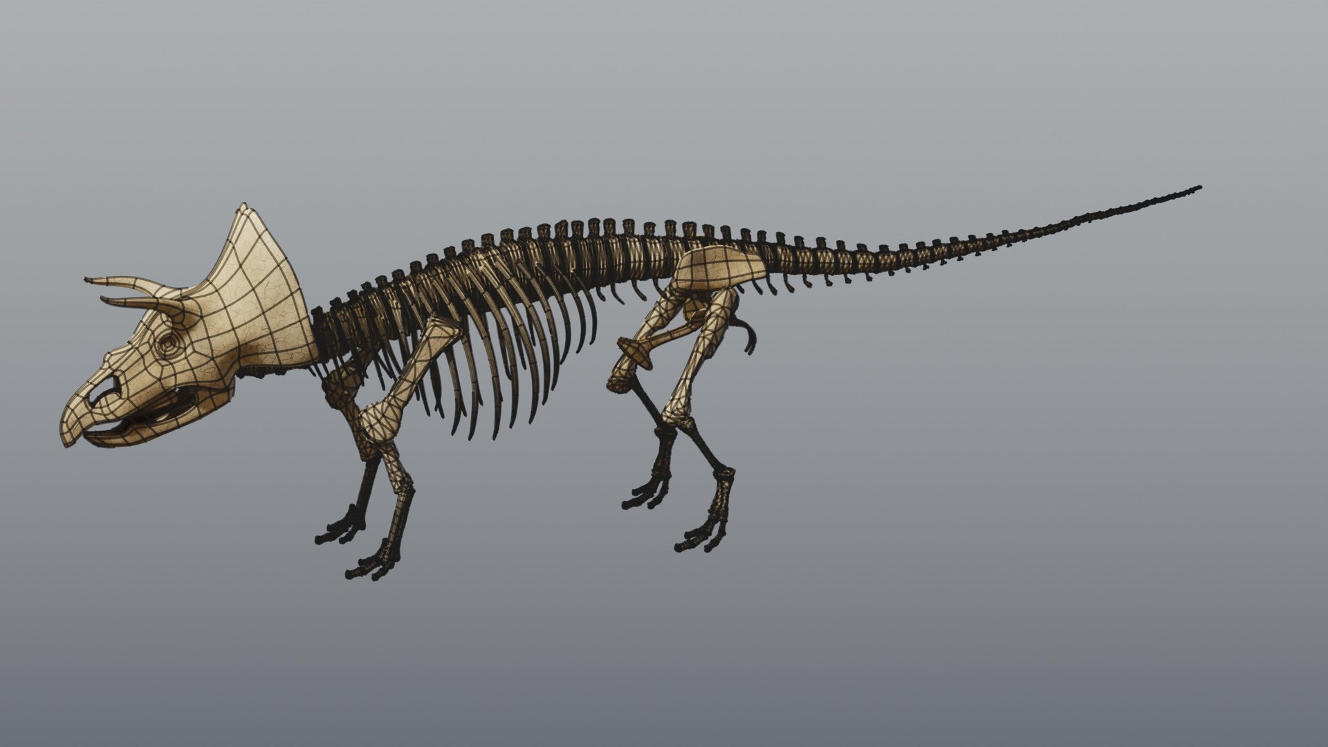 Triceratops and Triceratops Skeleton - Rigged PBR 3D model https://p.turbosquid.com/ts-thumb/Xj/VTine2/Ri/17_triceratopsskeleton_08_wire/jpg/1791296897/1920x1080/fit_q87/df8751d318748fe40bf4b32e71a2bc9fe1d8a835/17_triceratopsskeleton_08_wire.jpg