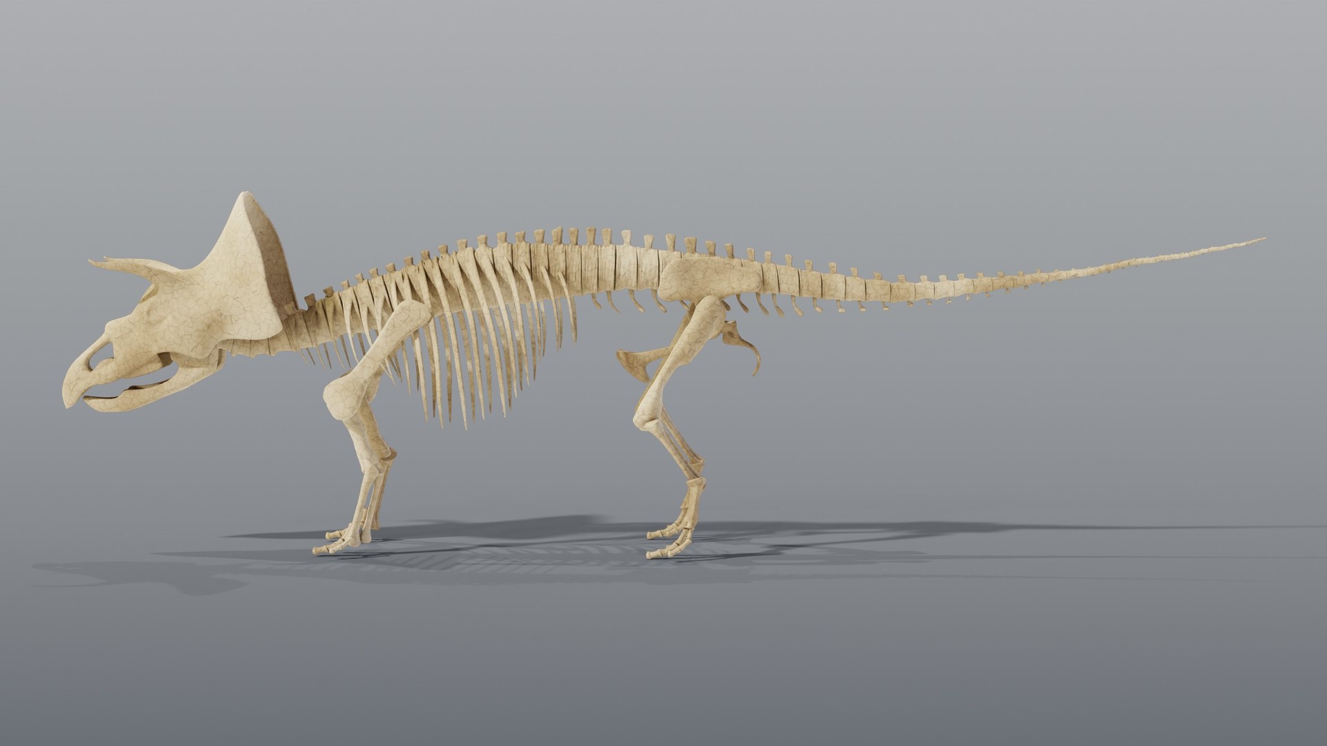 Triceratops and Triceratops Skeleton - Rigged PBR 3D model https://p.turbosquid.com/ts-thumb/Xj/VTine2/cu/14_triceratopsskeleton_03_side/jpg/1791296871/1920x1080/fit_q87/4462067f3480fb08f90d43d305511d3302761057/14_triceratopsskeleton_03_side.jpg