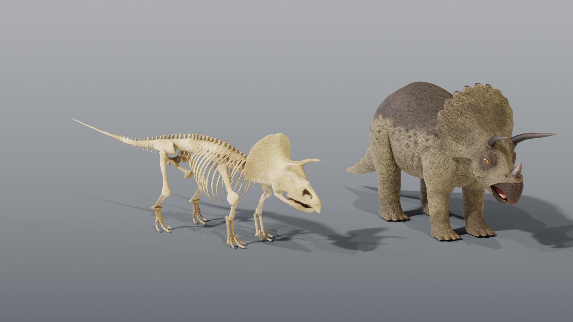 Triceratops and Triceratops Skeleton - Rigged PBR 3D model https://p.turbosquid.com/ts-thumb/Xj/VTine2/gT/02_triceratopsandskeleton_02_group/jpg/1791296764/1920x1080/fit_q87/5b8db6aa422b8cef4711f0be472b3c0266afffa4/02_triceratopsandskeleton_02_group.jpg
