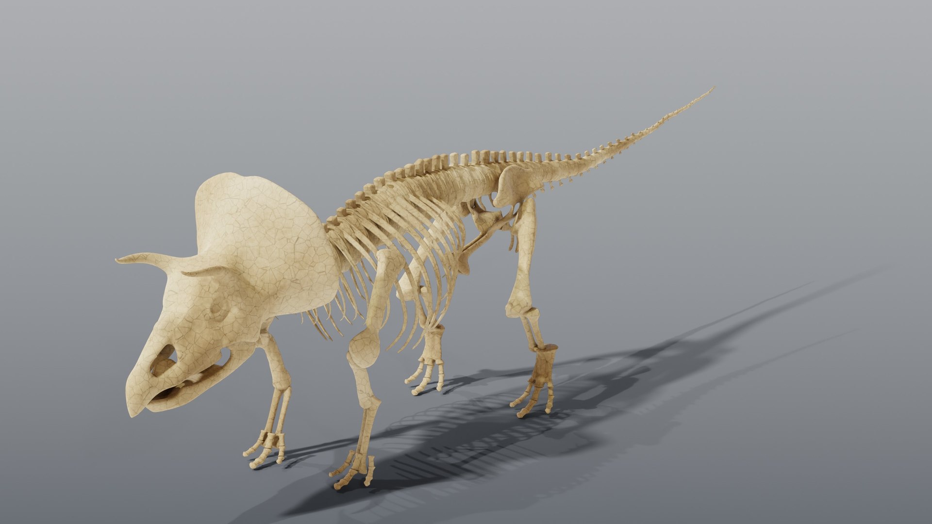 Triceratops and Triceratops Skeleton - Rigged PBR 3D model https://p.turbosquid.com/ts-thumb/Xj/VTine2/nn/13_triceratopsskeleton_02_hero/jpg/1791296863/1920x1080/fit_q87/ee8cceea8ee1eab3174147b8caa29711b428c6ae/13_triceratopsskeleton_02_hero.jpg