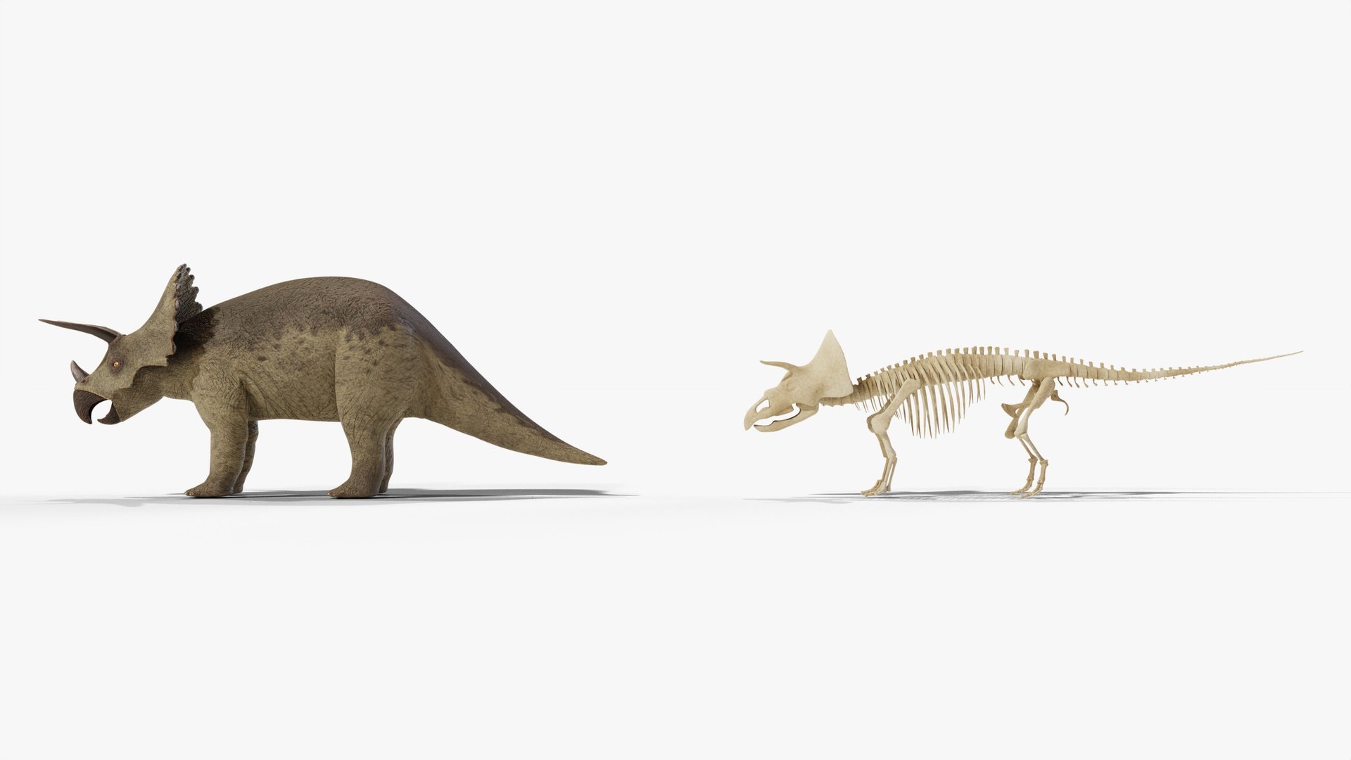 Triceratops and Triceratops Skeleton - Rigged PBR 3D model https://p.turbosquid.com/ts-thumb/Xj/VTine2/nx/04_triceratopsandskeleton_04_scale/jpg/1791296787/1920x1080/fit_q87/57e7159370cb7a85a812eac410eb1e9cb68ae3a4/04_triceratopsandskeleton_04_scale.jpg