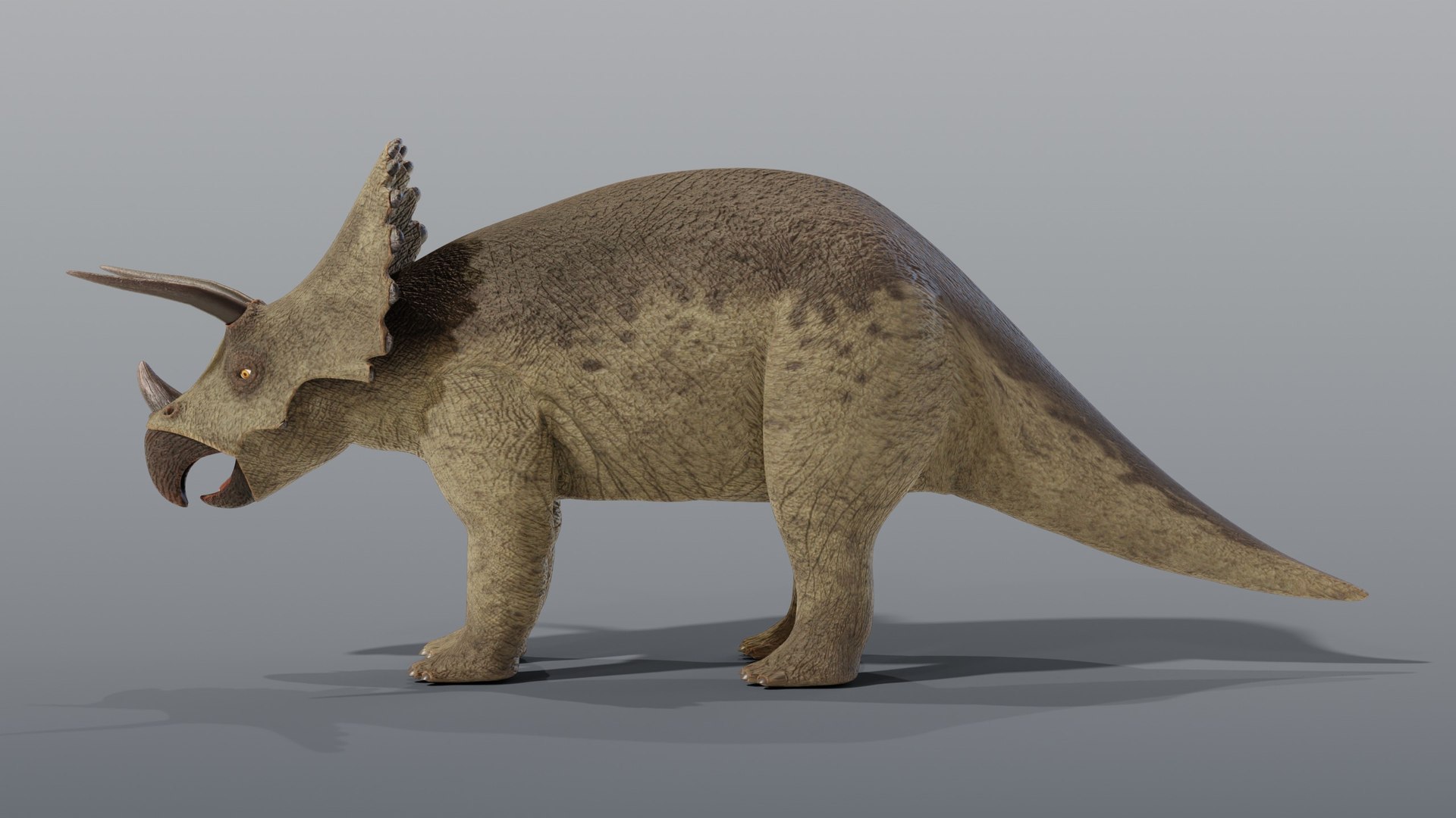 Triceratops and Triceratops Skeleton - Rigged PBR 3D model https://p.turbosquid.com/ts-thumb/Xj/VTine2/sA/06_triceratops_03_side/jpg/1791296797/1920x1080/fit_q87/cc5022143c93700ccc39a368d33526c1e546b42c/06_triceratops_03_side.jpg