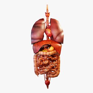 3D model Human Internal Organs Low-poly