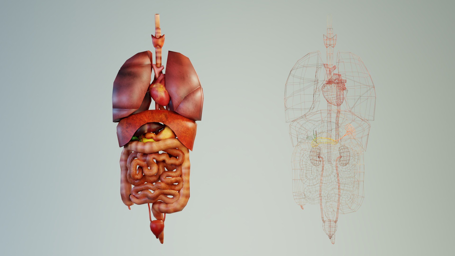 3D Model Human Internal Organs Low-poly - TurboSquid 2066366