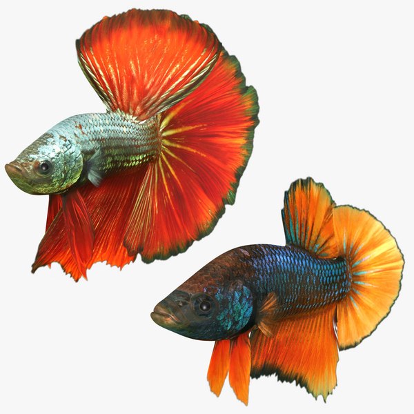 2020 betta fish 3D model - TurboSquid 1473083