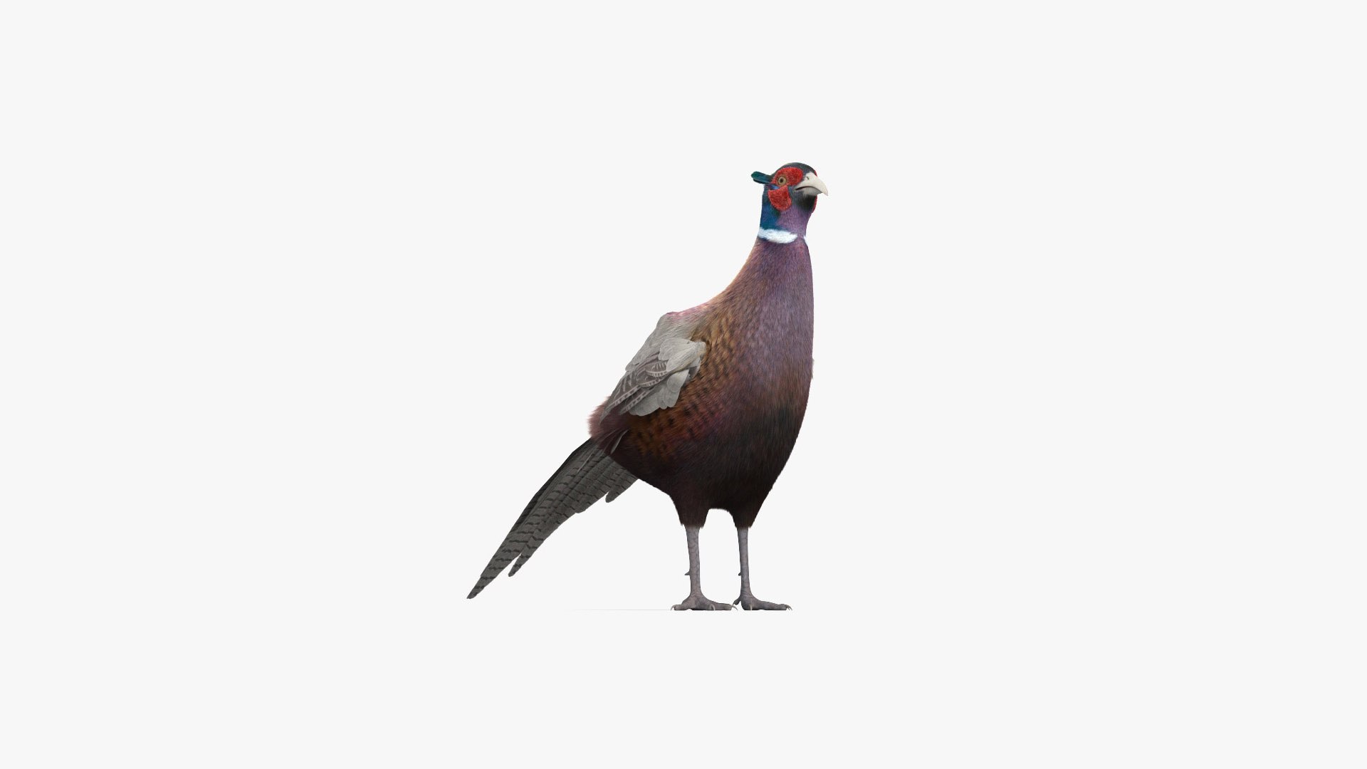 Common Pheasant 3D Model - TurboSquid 2076566