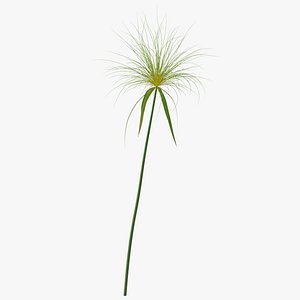 Papyrus Plant 3D
