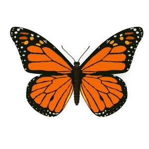 butterfly danaus plexippus 3d model