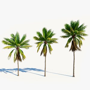 3D Cocos nucifera a