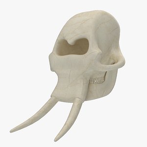 Elephant Skull Skeleton