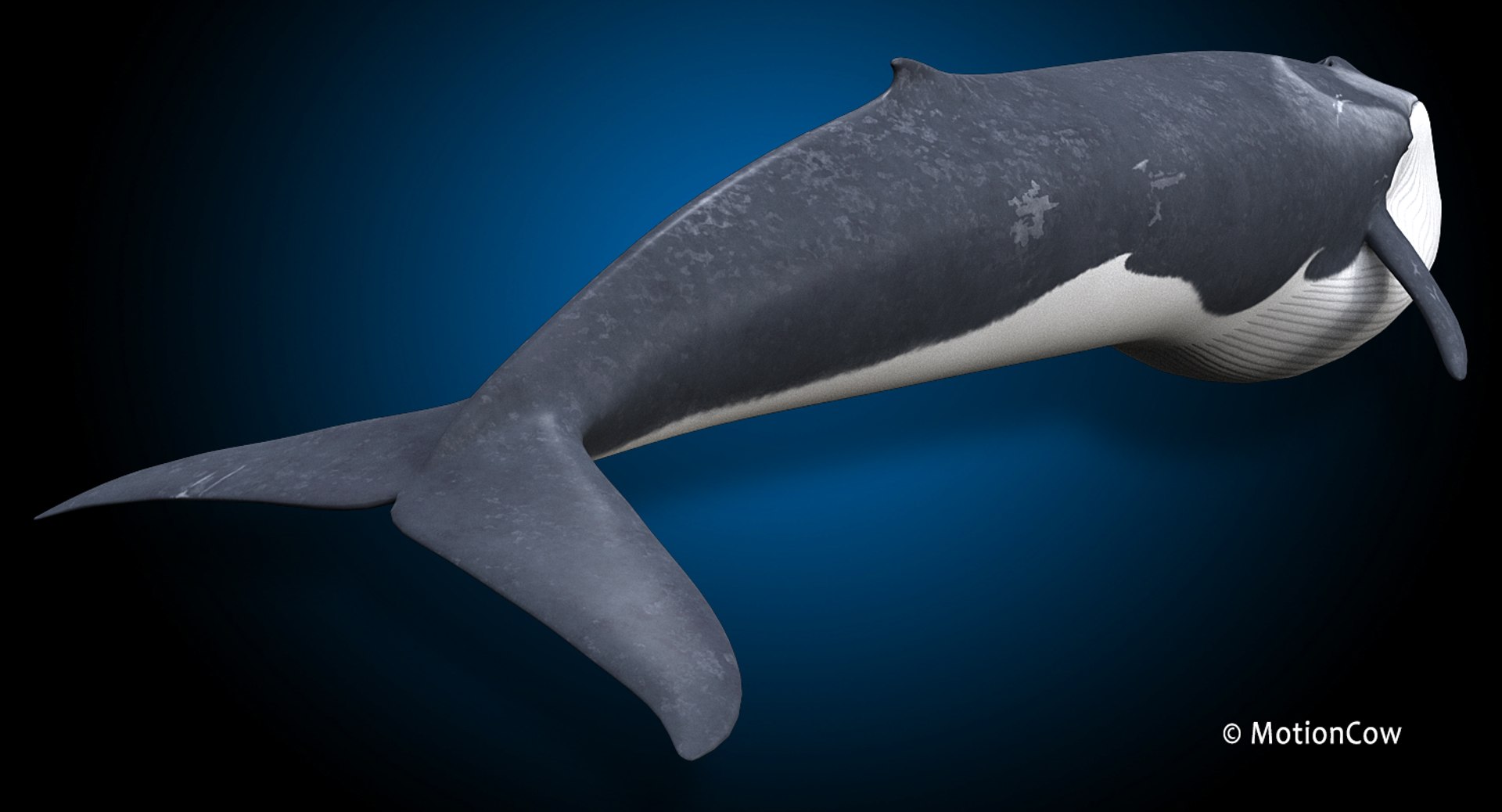 fin animating 3D https://p.turbosquid.com/ts-thumb/Xk/CgYD76/PxnGYI23/fin_whale_l1/jpg/1563441119/1920x1080/fit_q87/1d05a63ecedddf9933ae58aec57e0f03869ee939/fin_whale_l1.jpg