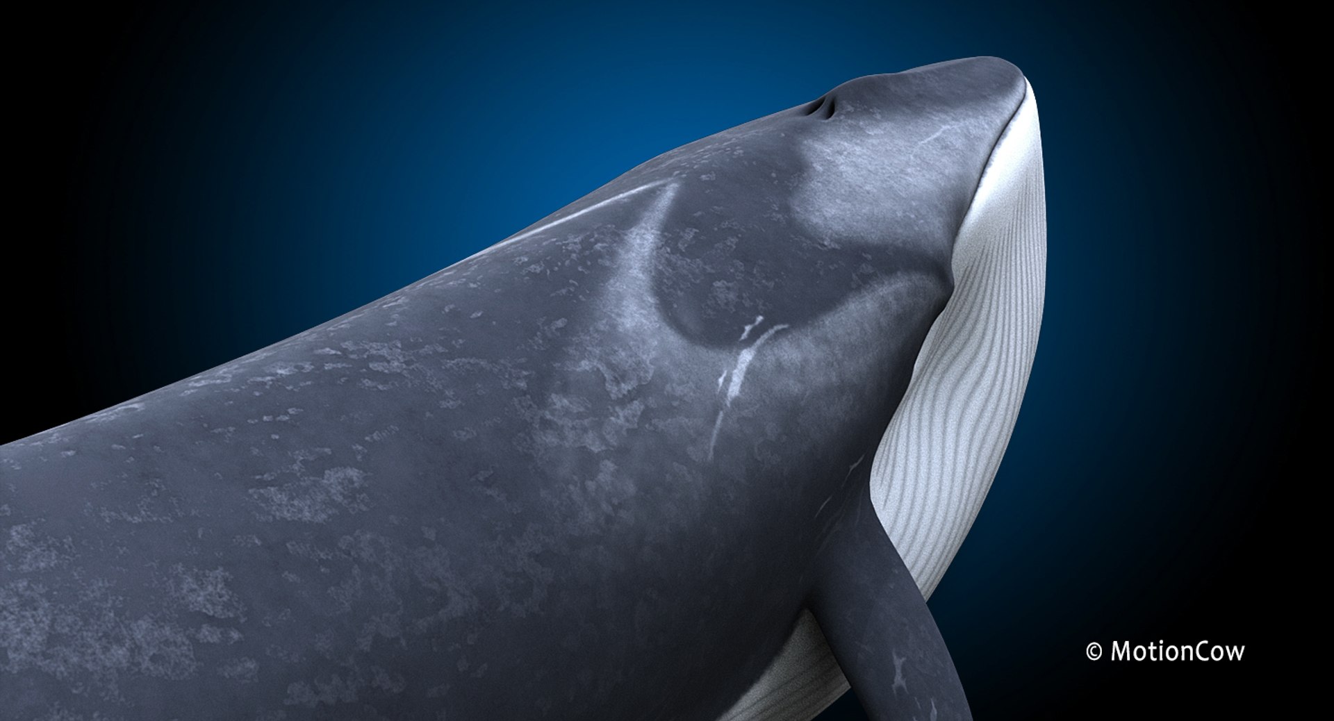 fin animating 3D https://p.turbosquid.com/ts-thumb/Xk/CgYD76/RIiMtS5C/fin_whale_n1/jpg/1563421270/1920x1080/fit_q87/081fed14a367c4b5eca9c6b99439940f09676f7b/fin_whale_n1.jpg