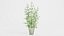 Bamboo Bush