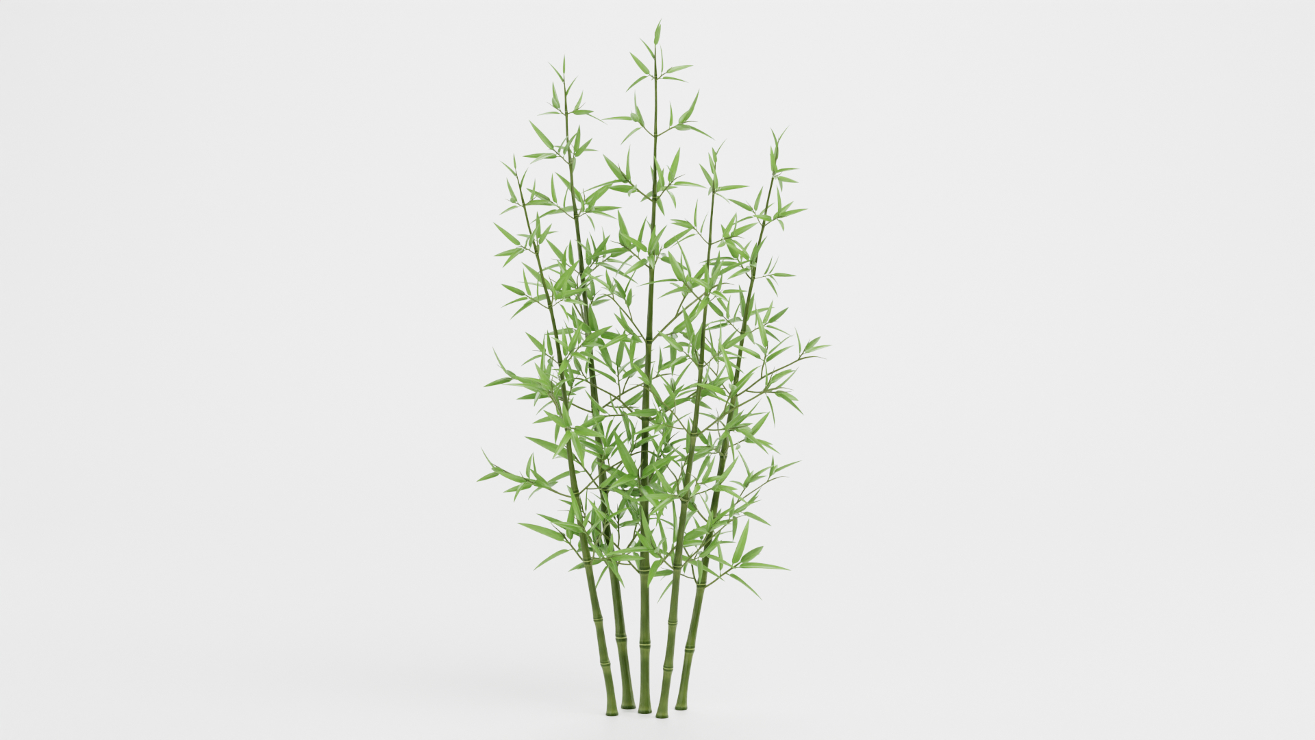 3D model Bamboo Bush https://p.turbosquid.com/ts-thumb/Xk/EDG741/77/z0001/png/1715251348/1920x1080/turn_fit_q99/5a366ce8996eadc9c8b3563dade46351dd81656f/z0001-1.jpg