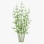Bamboo Bush