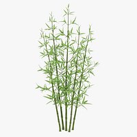 Bamboo Bush
