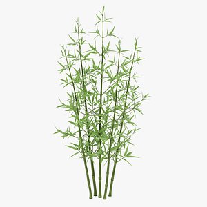 Bamboo Bush