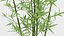 Bamboo Bush