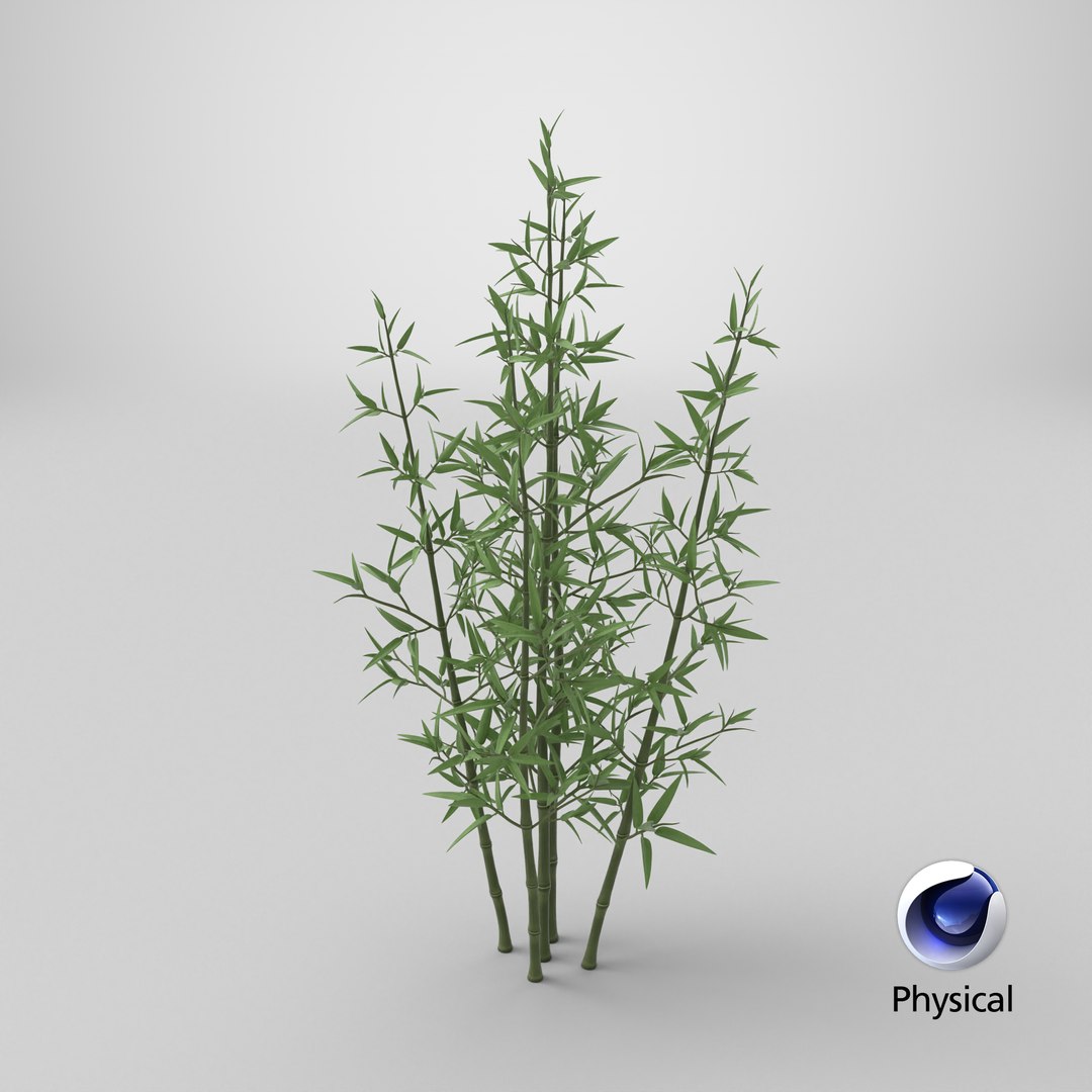 3D model Bamboo Bush https://p.turbosquid.com/ts-thumb/Xk/EDG741/Jd/stemcell_cinema_4d_physical_render/png/1715886276/1920x1080/fit_q87/4a9969990603d197d68ecff2f0b5daf797ba1cd3/stemcell_cinema_4d_physical_render.jpg