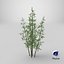 Bamboo Bush