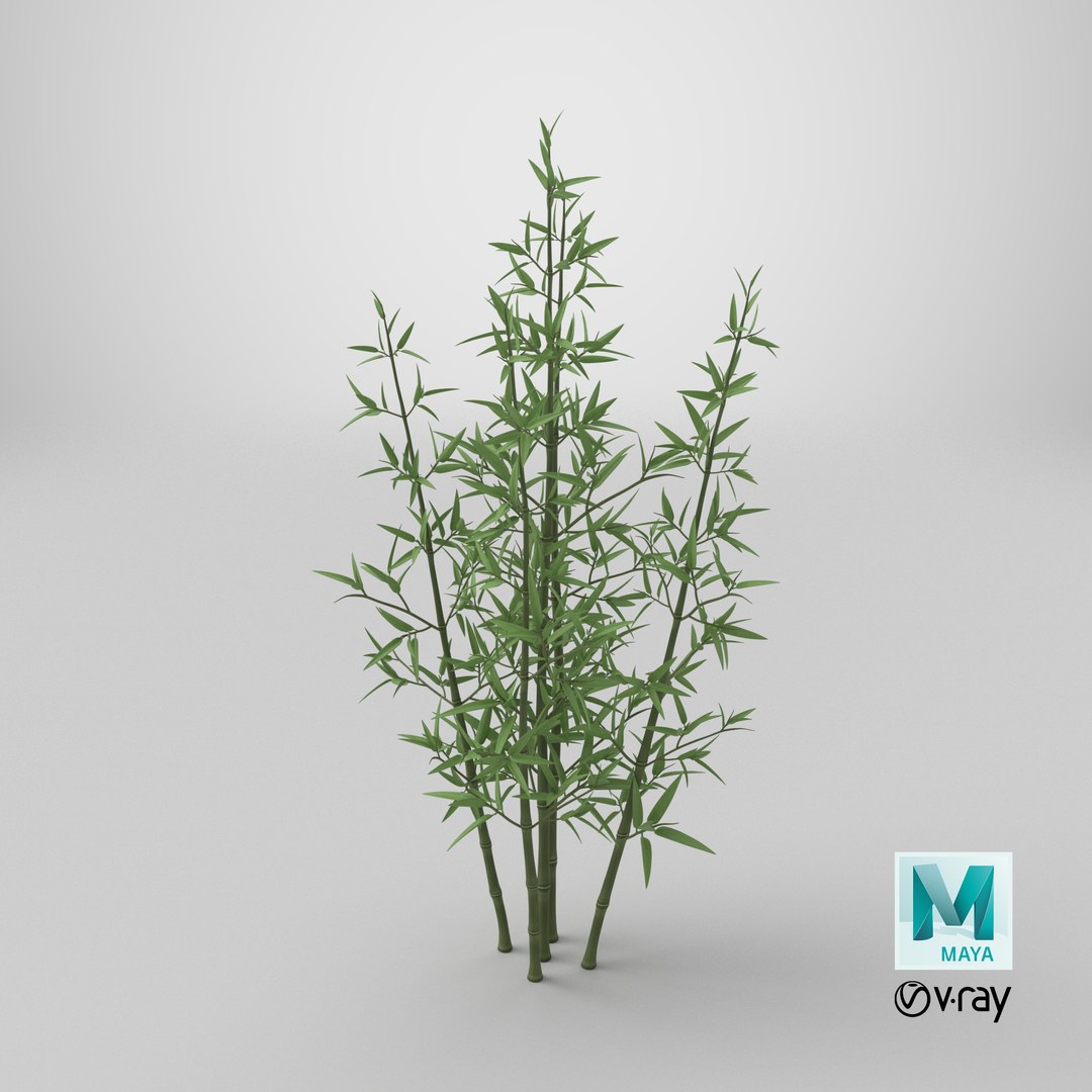 3D model Bamboo Bush https://p.turbosquid.com/ts-thumb/Xk/EDG741/KY/stemcell_maya_vray_render/png/1715886272/1920x1080/fit_q87/22613a22a60b6a64764214620180f8643b786258/stemcell_maya_vray_render.jpg