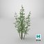Bamboo Bush