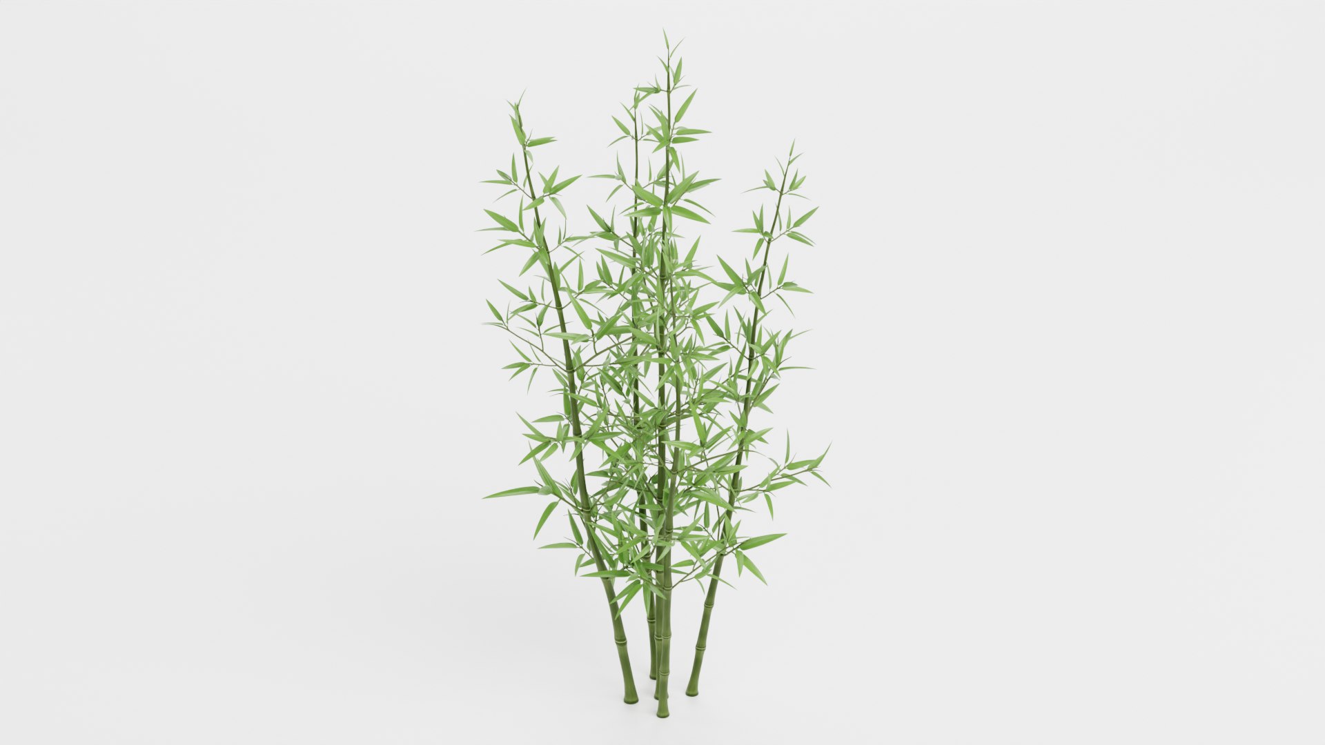3D model Bamboo Bush https://p.turbosquid.com/ts-thumb/Xk/EDG741/Ok/bamboobushd/png/1715251287/1920x1080/fit_q87/cc32deee61a10a528f87d0c4f8d9c2aee6763172/bamboobushd.jpg