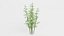 Bamboo Bush