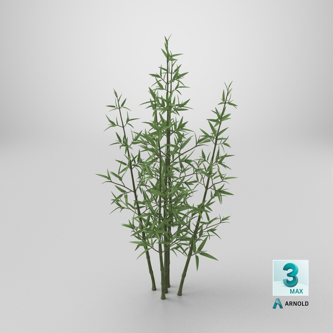 3D model Bamboo Bush https://p.turbosquid.com/ts-thumb/Xk/EDG741/Pp/stemcell_max_arnold_render/png/1715886280/1920x1080/fit_q87/b0349b80b206ee5869a40c0fa0e709bdfa2d1882/stemcell_max_arnold_render.jpg
