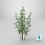 Bamboo Bush