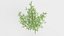 Bamboo Bush