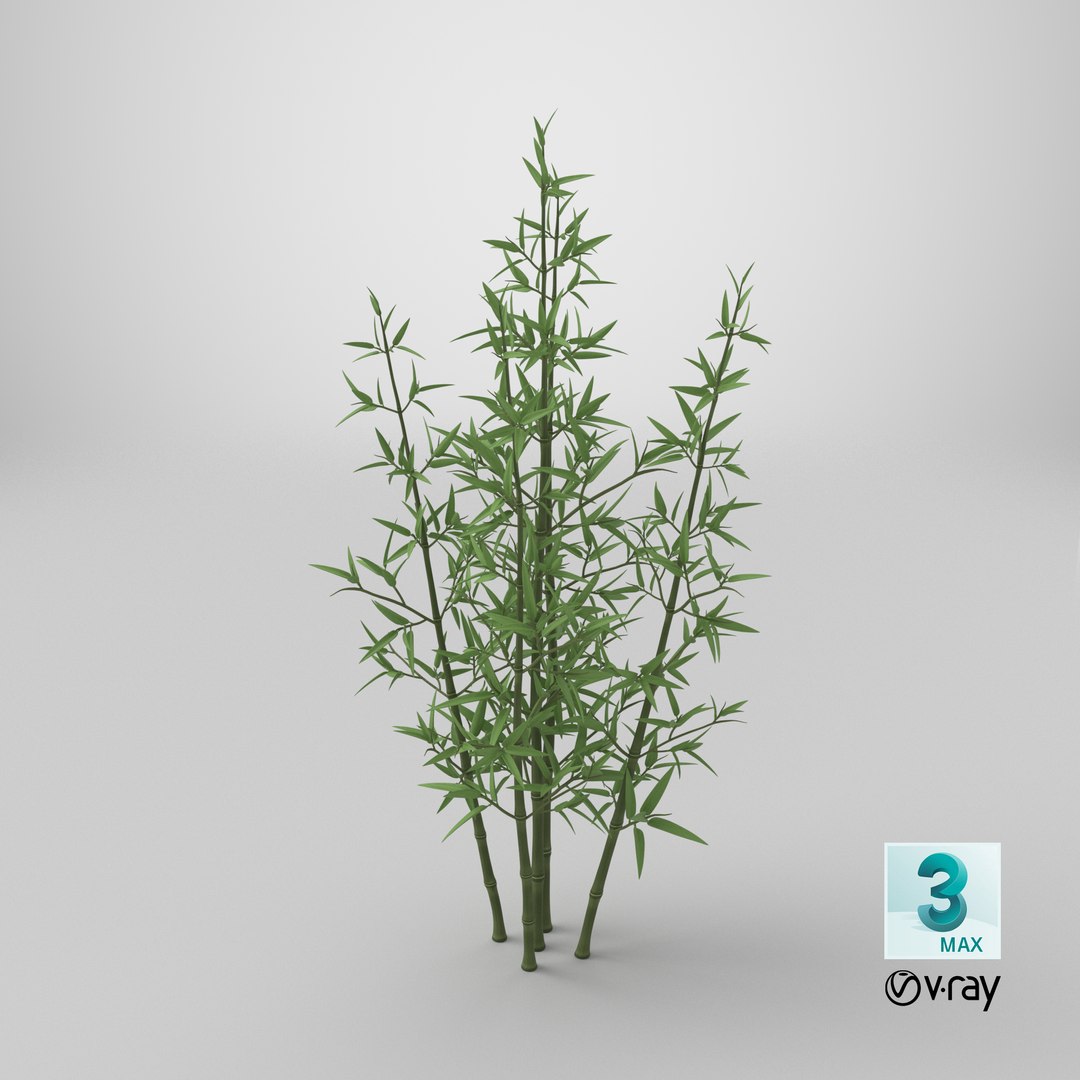 3D model Bamboo Bush https://p.turbosquid.com/ts-thumb/Xk/EDG741/TL/stemcell_max_vray_render/png/1715886278/1920x1080/fit_q87/67f0f752f025895e3e79c767c3c417635303ecfd/stemcell_max_vray_render.jpg