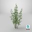 Bamboo Bush