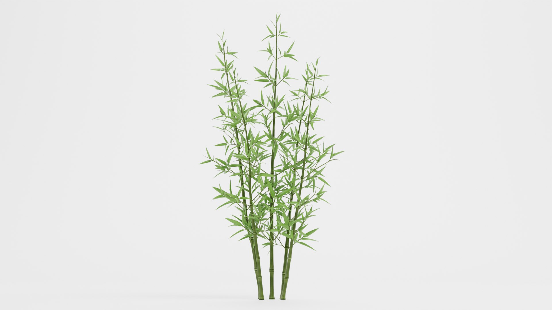 3D model Bamboo Bush https://p.turbosquid.com/ts-thumb/Xk/EDG741/Wm/bamboobushc/png/1715251286/1920x1080/fit_q87/d4e10d36c61f94a048cc04f81b53892c99dcdc69/bamboobushc.jpg