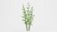 Bamboo Bush